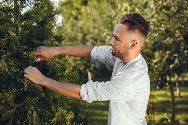 Принципы корректной обрезки деревьев